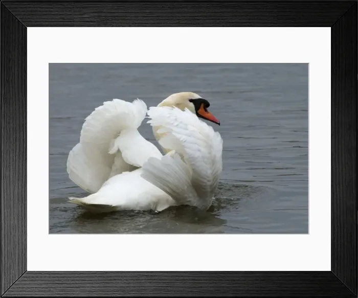 Framed Print : Mute Swan in aggresive pose Framed Print : Mute Swan in aggresive pose