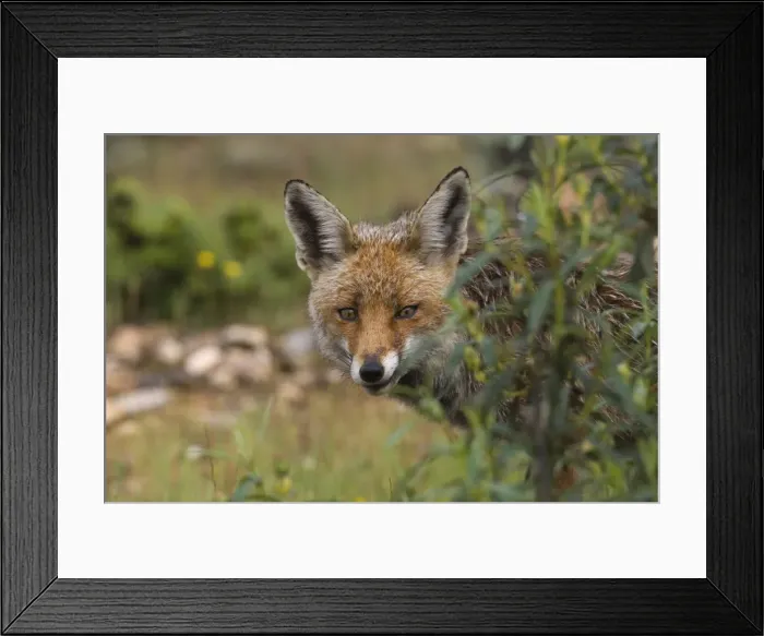 Framed Print : Female Red Fox still wet after rainstorm Monfrague Spain April Framed Print : Female Red Fox still wet after rainstorm Monfrague Spain April