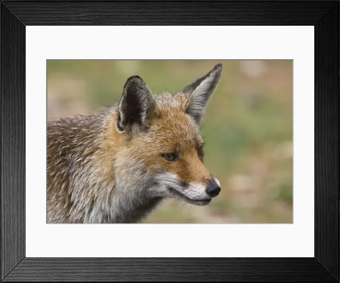 Framed Print : Female Red Fox Monfrague Spain April Framed Print : Female Red Fox Monfrague Spain April