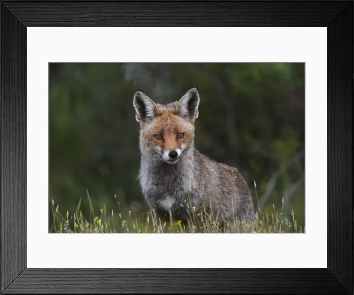 Framed Print : Female Red Fox Monfrague Spain April Framed Print : Female Red Fox Monfrague Spain April