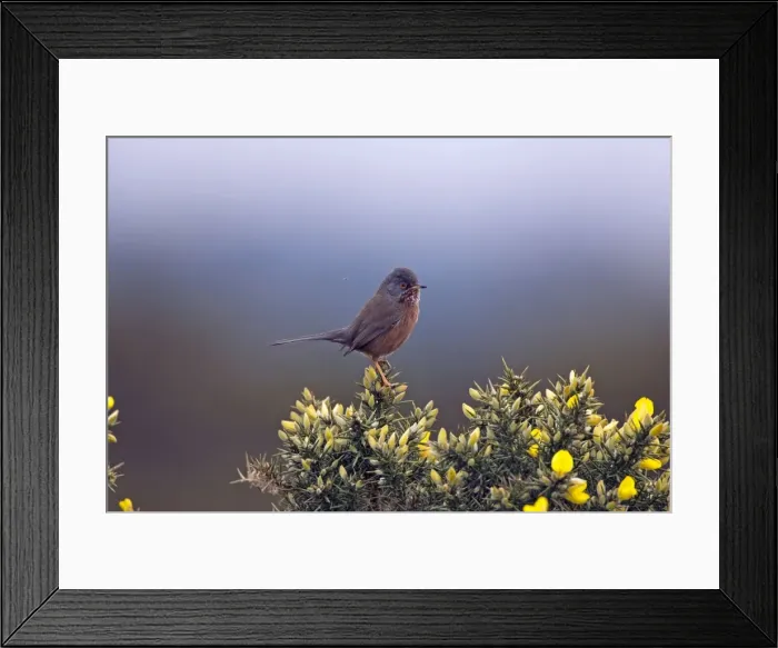 Framed Print : Adult male Dartford Warbler New Forest UK April Framed Print : Adult male Dartford Warbler New Forest UK April