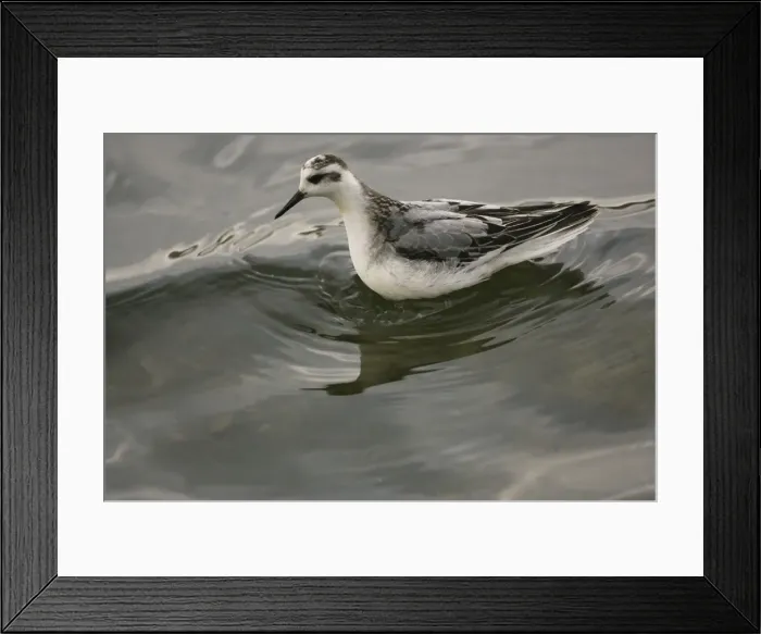 Framed Print : 1st winter Grey Phalarope - resting on water on migration in Midlands UK Framed Print : 1st winter Grey Phalarope - resting on water on migration in Midlands UK