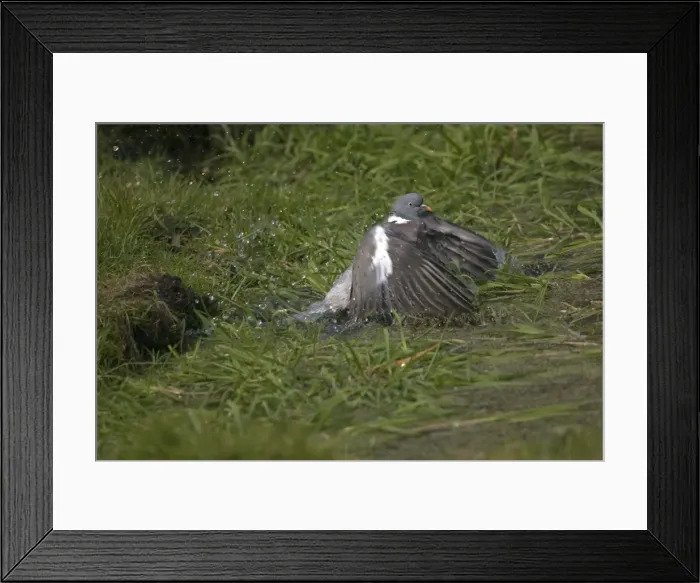 Framed Print : Wood Pigeon bathing in garden pond Oxon, UK Framed Print : Wood Pigeon bathing in garden pond Oxon, UK