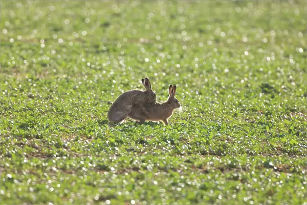 Brown Hare - mating Oxfordshire, UK, January