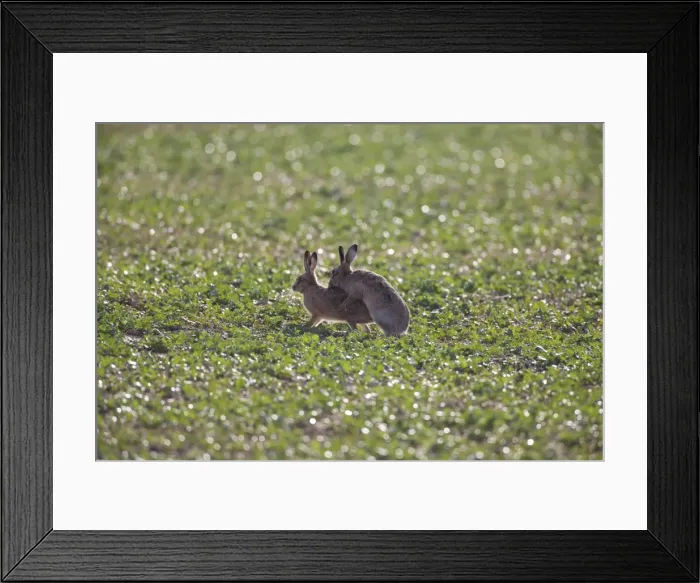 Framed Print : Brown Hares mating. UK Framed Print : Brown Hares mating. UK