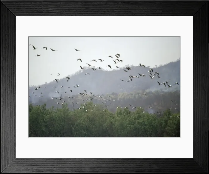 Framed Print : Bar-headed Geese - migrating over Himalayas, without oxygen. Kathmandu, Nepal Framed Print : Bar-headed Geese - migrating over Himalayas, without oxygen. Kathmandu, Nepal