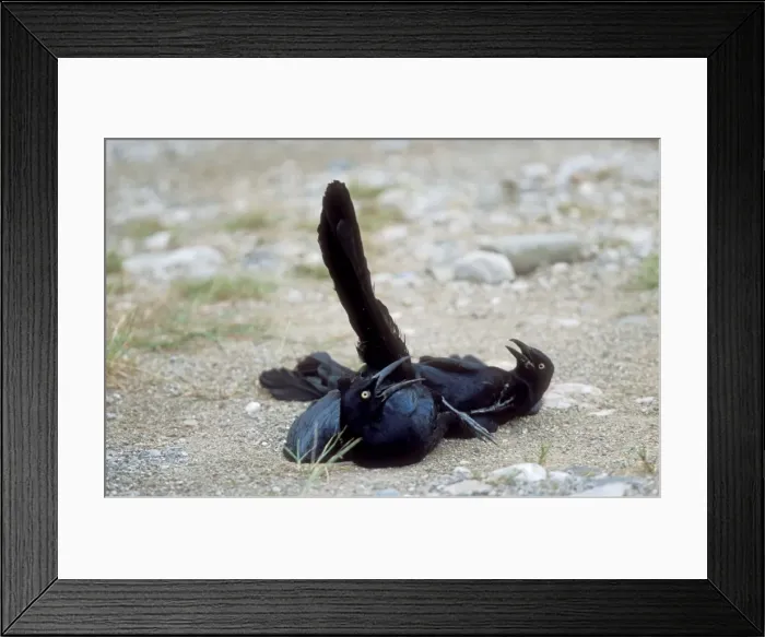 Framed Print : Great-tailed Grackles - males fighting Framed Print : Great-tailed Grackles - males fighting
