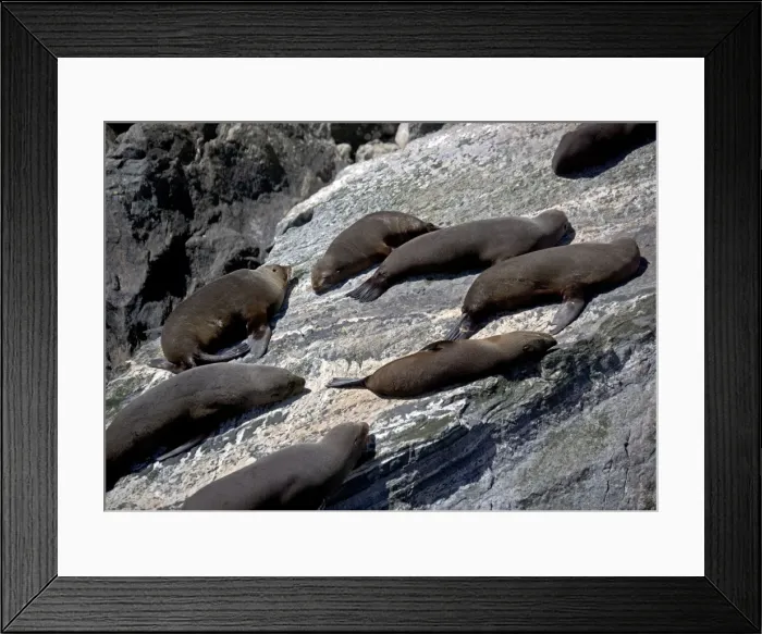 Framed Print : Milford Sound, Fiordland National Park, South Island, New Zealand Framed Print : Milford Sound, Fiordland National Park, South Island, New Zealand