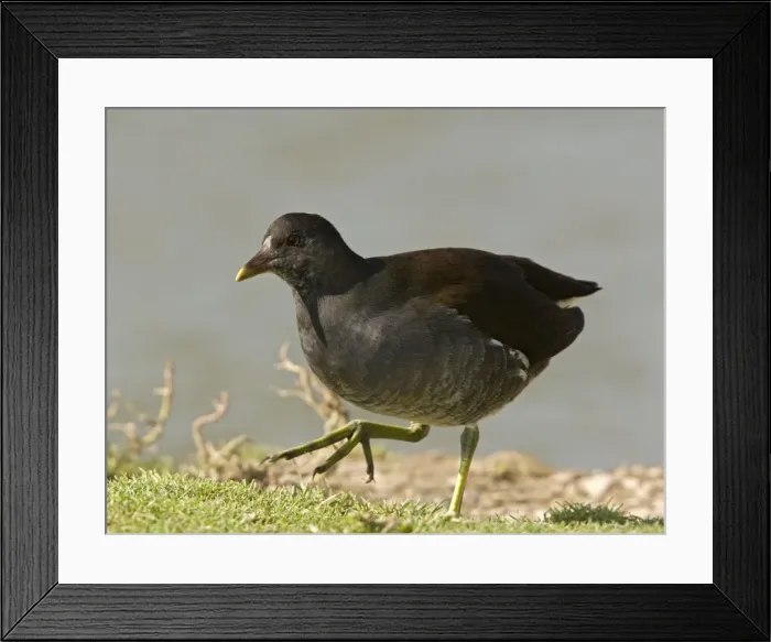 Framed Print : Young moorhen by water Framed Print : Young moorhen by water