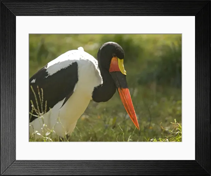 Framed Print : Saddle-billed stork, feeding Framed Print : Saddle-billed stork, feeding