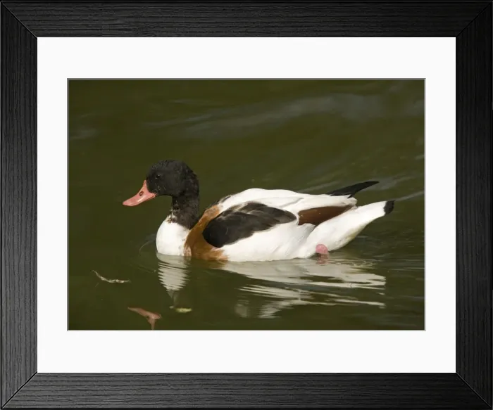Framed Print : Common Shelduck, swimming. Non-breeding plumage Framed Print : Common Shelduck, swimming. Non-breeding plumage