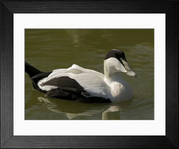 Framed Print : Male Eider duck, swimming Framed Print : Male Eider duck, swimming