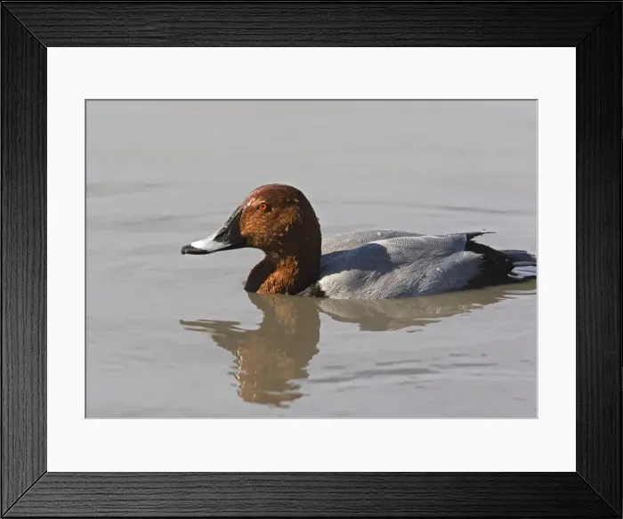 Framed Print : Male pochard, just surfaced from dive Framed Print : Male pochard, just surfaced from dive