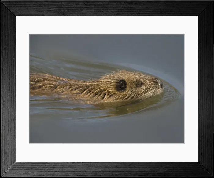 Framed Print : Young Coypu - swimming Framed Print : Young Coypu - swimming
