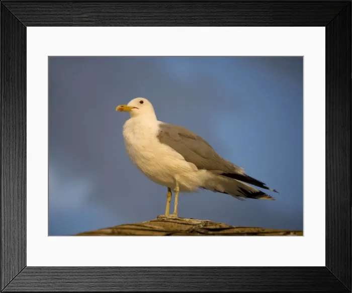 Framed Print : California gull - perched in the evening sun Framed Print : California gull - perched in the evening sun
