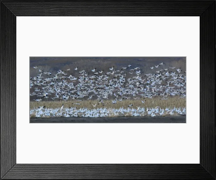 Framed Print : Snow-geese - in flight Bosque del Apache National Wildlife Refuge Framed Print : Snow-geese - in flight Bosque del Apache National Wildlife Refuge