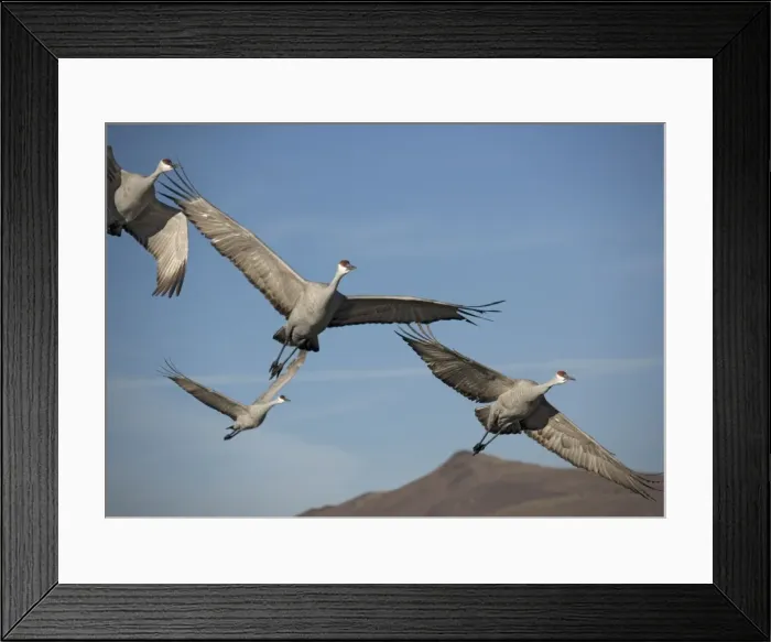 Framed Print : Sandhill cranes - in flight, winter. Bosque del Apache National Wildlife Refuge Framed Print : Sandhill cranes - in flight, winter. Bosque del Apache National Wildlife Refuge
