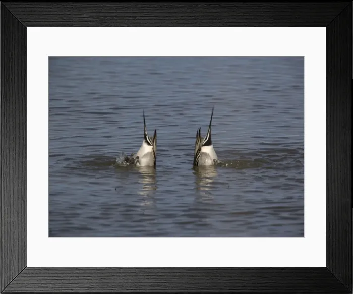 Framed Print : Pintails - Two male feeding by upending. Seed-eaters Framed Print : Pintails - Two male feeding by upending. Seed-eaters
