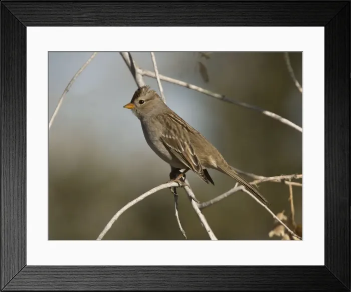 Framed Print : Harris's Sparrow - in winter Framed Print : Harris's Sparrow - in winter