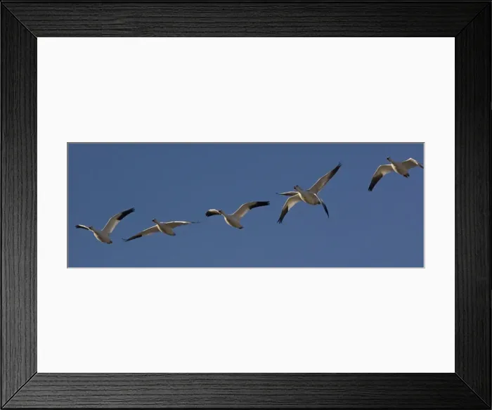 Framed Print : Snow-goose - in flight Bosque del Apache National Wildlife Refuge, USA Framed Print : Snow-goose - in flight Bosque del Apache National Wildlife Refuge, USA