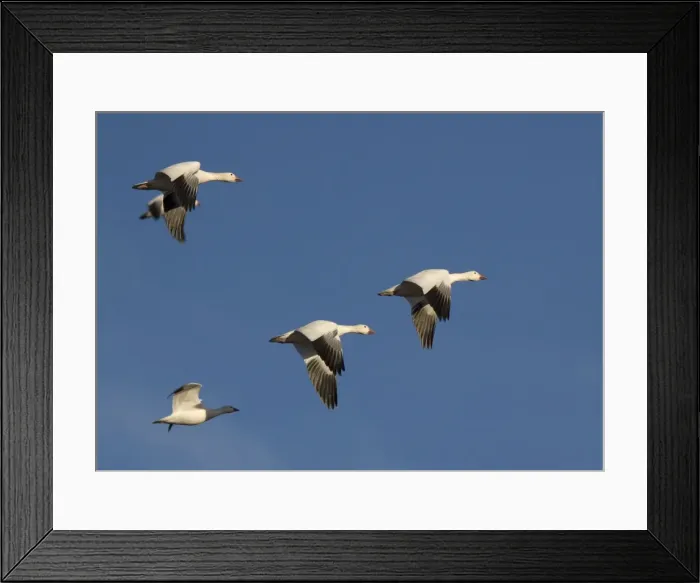 Framed Print : Snow-goose - in flight Bosque del Apache National Wildlife Refuge Framed Print : Snow-goose - in flight Bosque del Apache National Wildlife Refuge