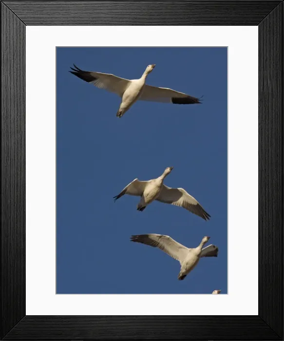 Framed Print : Snow-goose - in flight Bosque del Apache National Wildlife Refuge Framed Print : Snow-goose - in flight Bosque del Apache National Wildlife Refuge