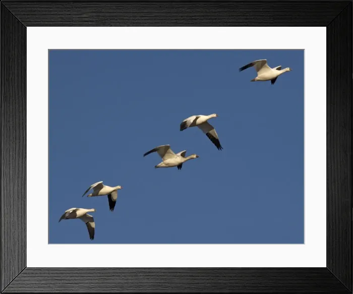 Framed Print : Snow-goose - in flight Bosque del Apache National Wildlife Refuge Framed Print : Snow-goose - in flight Bosque del Apache National Wildlife Refuge