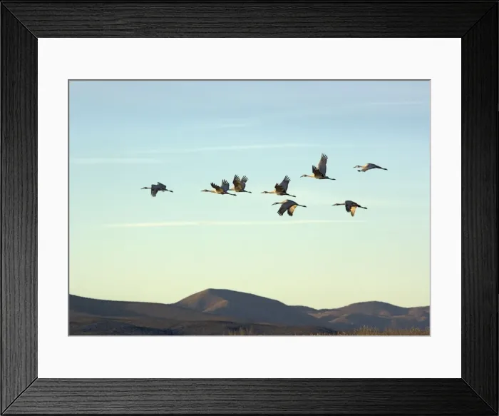 Framed Print : Greater Sandhill Cranes - in flight, winter Framed Print : Greater Sandhill Cranes - in flight, winter