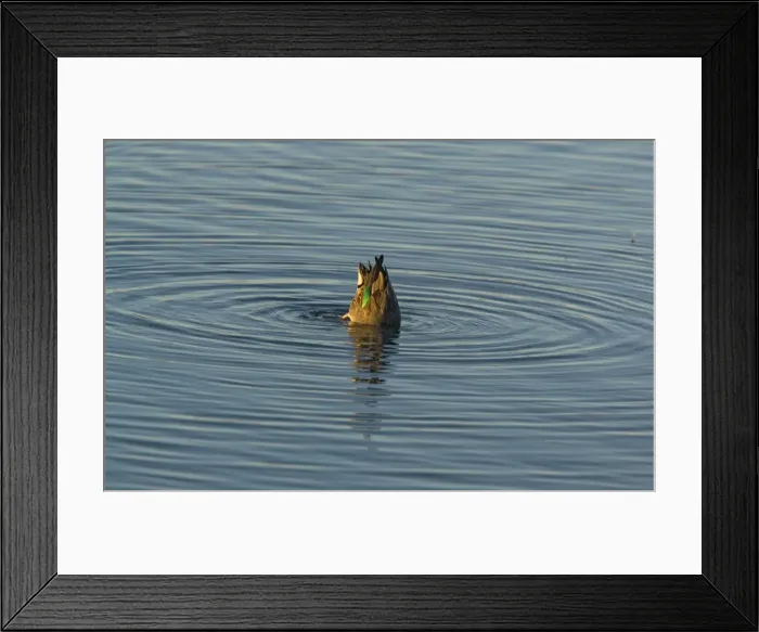Framed Print : Green-winged Teal - female, feeding on submerged seeds Framed Print : Green-winged Teal - female, feeding on submerged seeds
