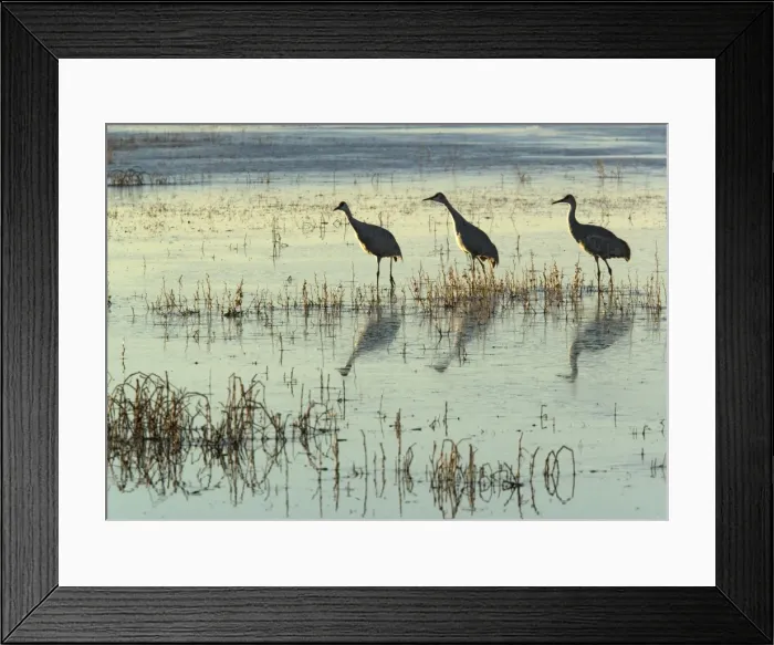 Framed Print : Greater sandhill cranes, in winter. Bosque del Apache National Wildlife Refuge New Mexico USA Framed Print : Greater sandhill cranes, in winter. Bosque del Apache National Wildlife Refuge New Mexico USA