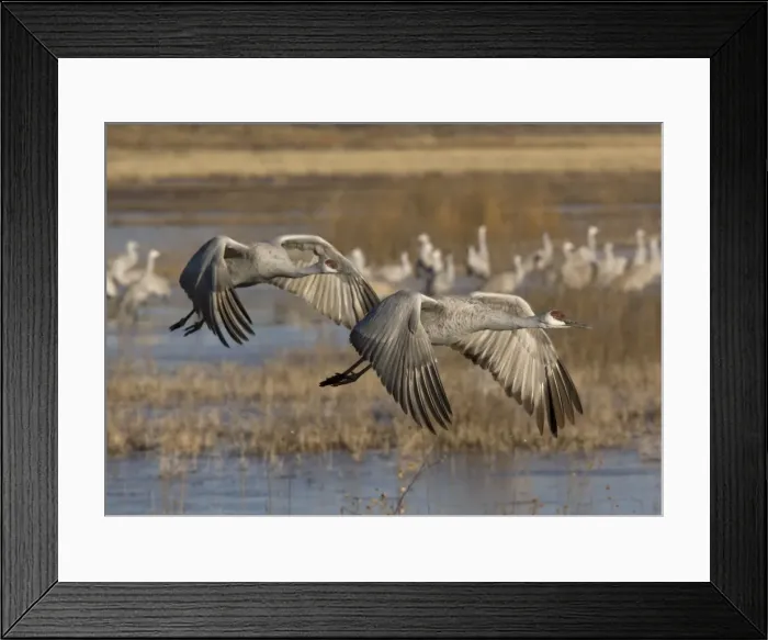 Framed Print : Greater Sandhill Cranes - in flight, winter. Bosque del Apache National Wildlife Refuge, New Mexico, USA Framed Print : Greater Sandhill Cranes - in flight, winter. Bosque del Apache National Wildlife Refuge, New Mexico, USA