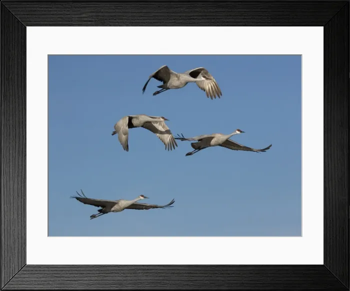 Framed Print : Greater Sandhill Cranes - in flight, winter Bosque del Apache National Wildlife Refuge, New Mexico, USA Framed Print : Greater Sandhill Cranes - in flight, winter Bosque del Apache National Wildlife Refuge, New Mexico, USA
