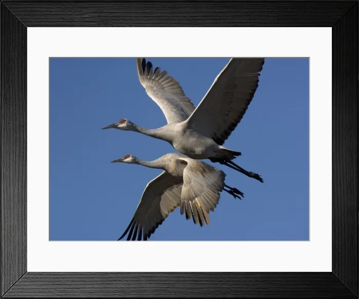 Framed Print : Greater Sandhill Cranes - in flight, winter Bosque del Apache National Wildlife Refuge, New Mexico, USA Framed Print : Greater Sandhill Cranes - in flight, winter Bosque del Apache National Wildlife Refuge, New Mexico, USA