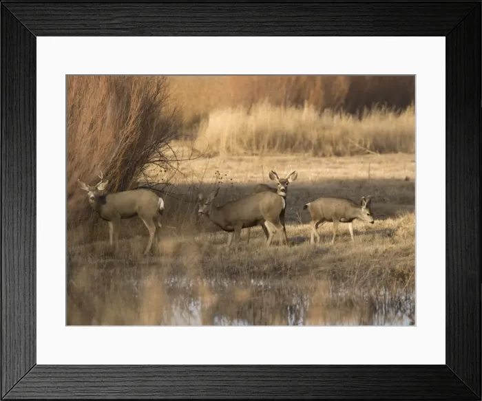 Framed Print : Mule Deer - family group grazing by water New Mexico, USA