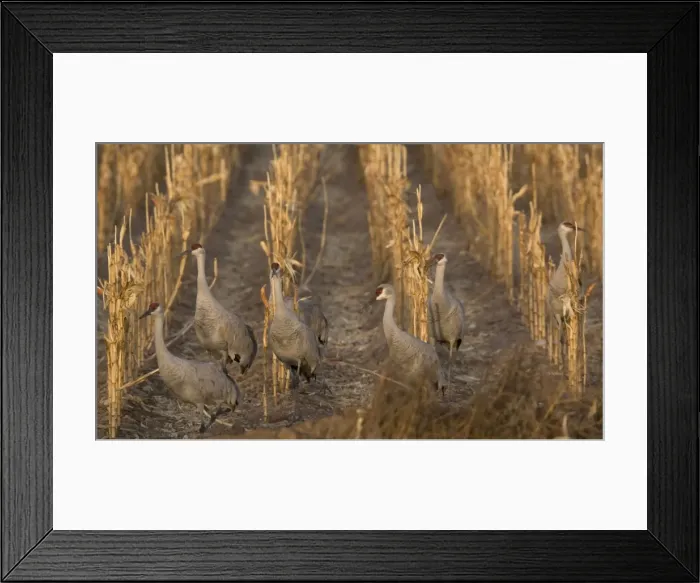 Framed Print : Greater Sandhill Cranes - in winter, feeding in maize (corn) field. Bosque del Apache National Wildlife Refuge, New Mexico, USA Framed Print : Greater Sandhill Cranes - in winter, feeding in maize (corn) field. Bosque del Apache National Wildlife Refuge, New Mexico, USA