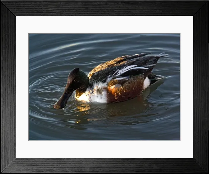 Framed Print : Northern Shoveler - male in midwinter. New Mexico, USA Framed Print : Northern Shoveler - male in midwinter. New Mexico, USA