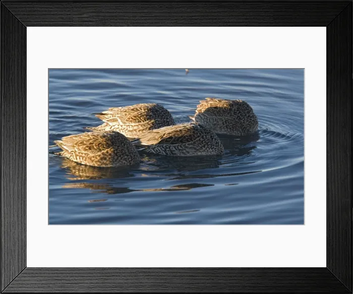 Framed Print : Pintails - group of females all feeding at once New Mexico, USA Framed Print : Pintails - group of females all feeding at once New Mexico, USA