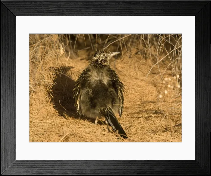 Framed Print : Greater Roadrunner - sunbathing in winter sunshine New Mexico, USA Framed Print : Greater Roadrunner - sunbathing in winter sunshine New Mexico, USA