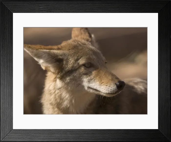 Framed Print : Coyote - sunbathing and resting Framed Print : Coyote - sunbathing and resting