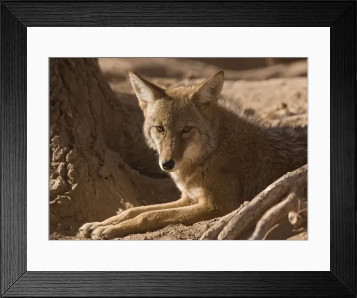Framed Print : Coyote - sunbathing and resting Framed Print : Coyote - sunbathing and resting