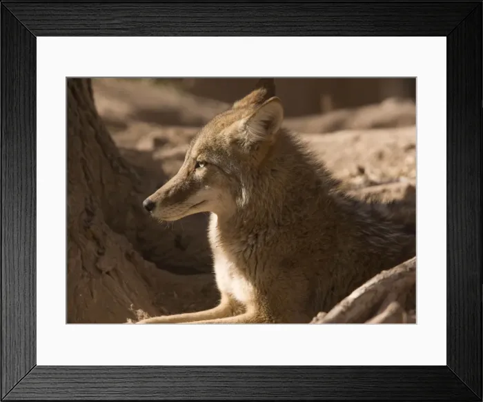 Framed Print : Coyote - sunbathing and resting New Mexico, USA