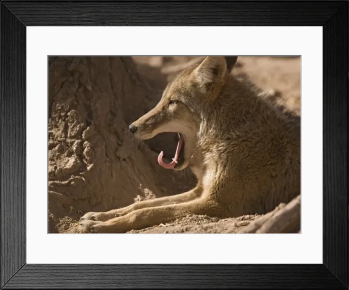 Framed Print : Coyote - yawning, sunbathing and resting Framed Print : Coyote - yawning, sunbathing and resting