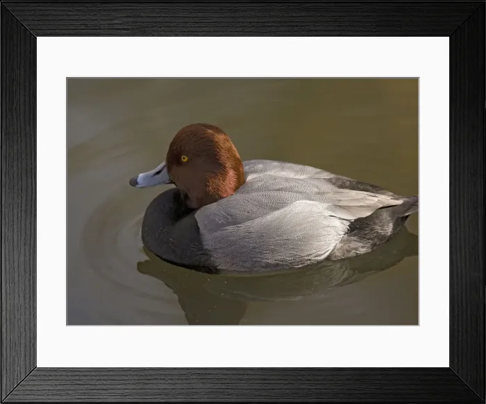 Framed Print : Redhead / American Pochard Duck Framed Print : Redhead / American Pochard Duck