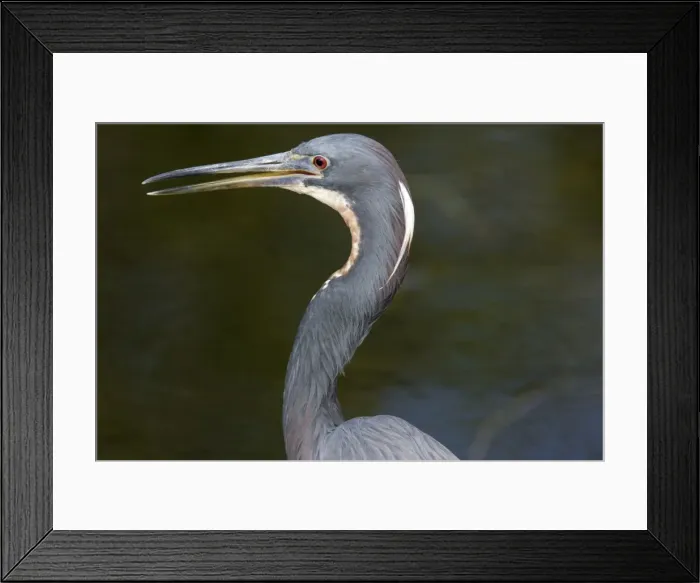 Framed Print : Tricoloured heron Framed Print : Tricoloured heron