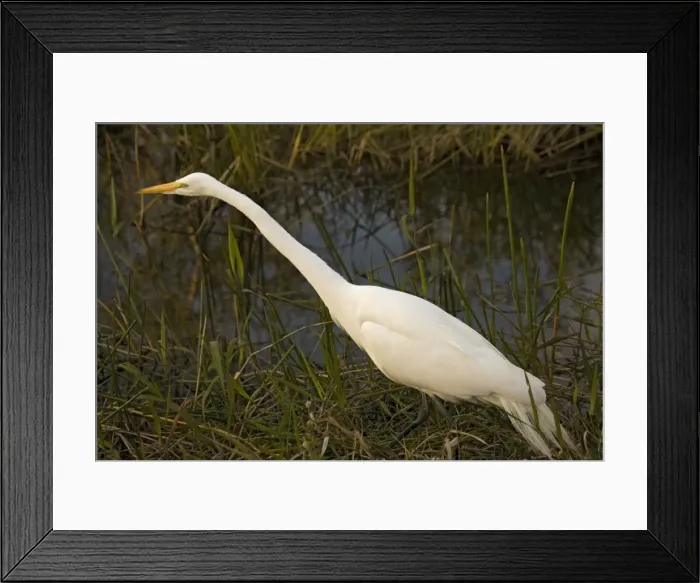 Framed Print : Great white egret or great white heron Framed Print : Great white egret or great white heron
