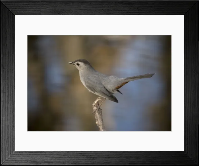 Framed Print : Gray catbird. Relative of mockingbirds Framed Print : Gray catbird. Relative of mockingbirds
