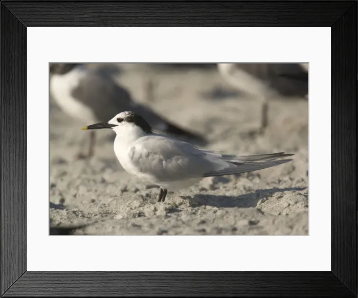Framed Print : Sandwich tern in non-breeding plumage Framed Print : Sandwich tern in non-breeding plumage