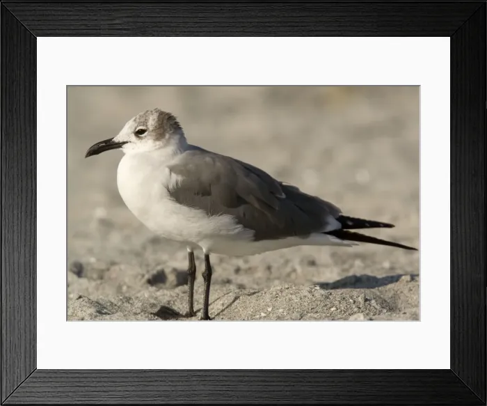 Framed Print : Laughing gull; immature, winter Framed Print : Laughing gull; immature, winter
