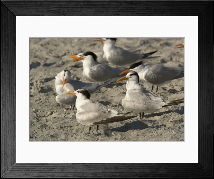 Framed Print : Royal tern, non-breeding plumage. Group on beach Framed Print : Royal tern, non-breeding plumage. Group on beach