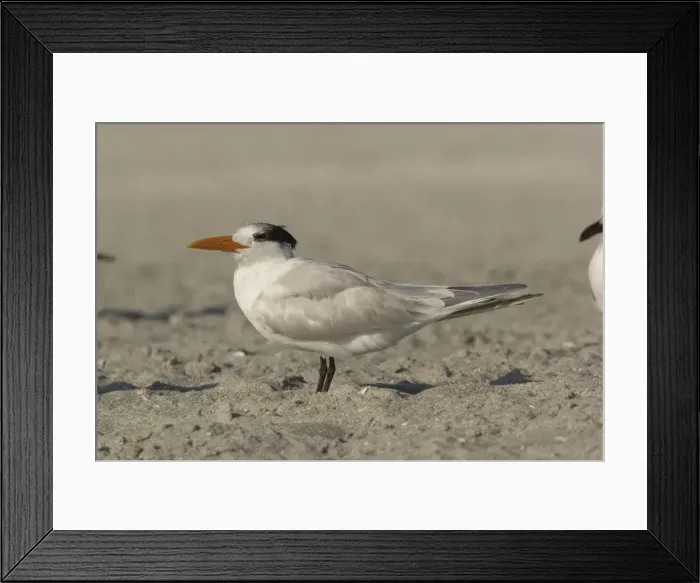 Framed Print : Royal tern, non-breeding plumage Framed Print : Royal tern, non-breeding plumage